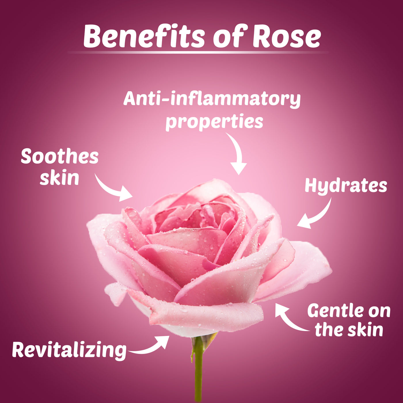 Hydrating Rose Face Cream with Power Of Serum|Dermatologically Tested for Sensitive skin | Made from Chaitri Roses
