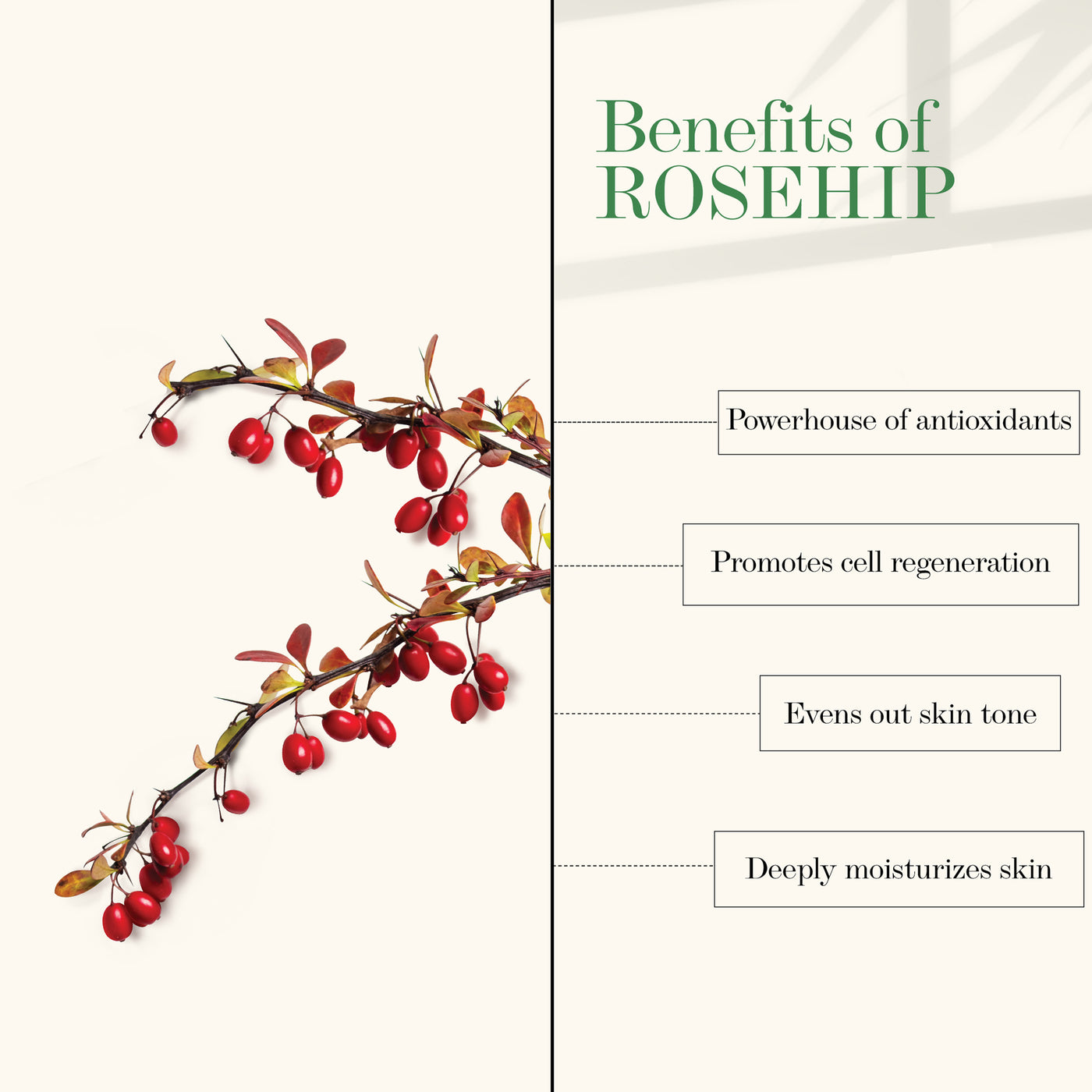 Moisture - Rich Face Cream - Rosehip (100 g)