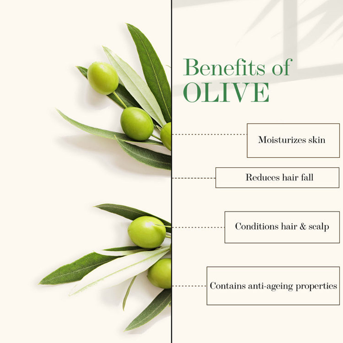 Olive oil: best oil to nourish hair | Best Olive oil In Pakistan
