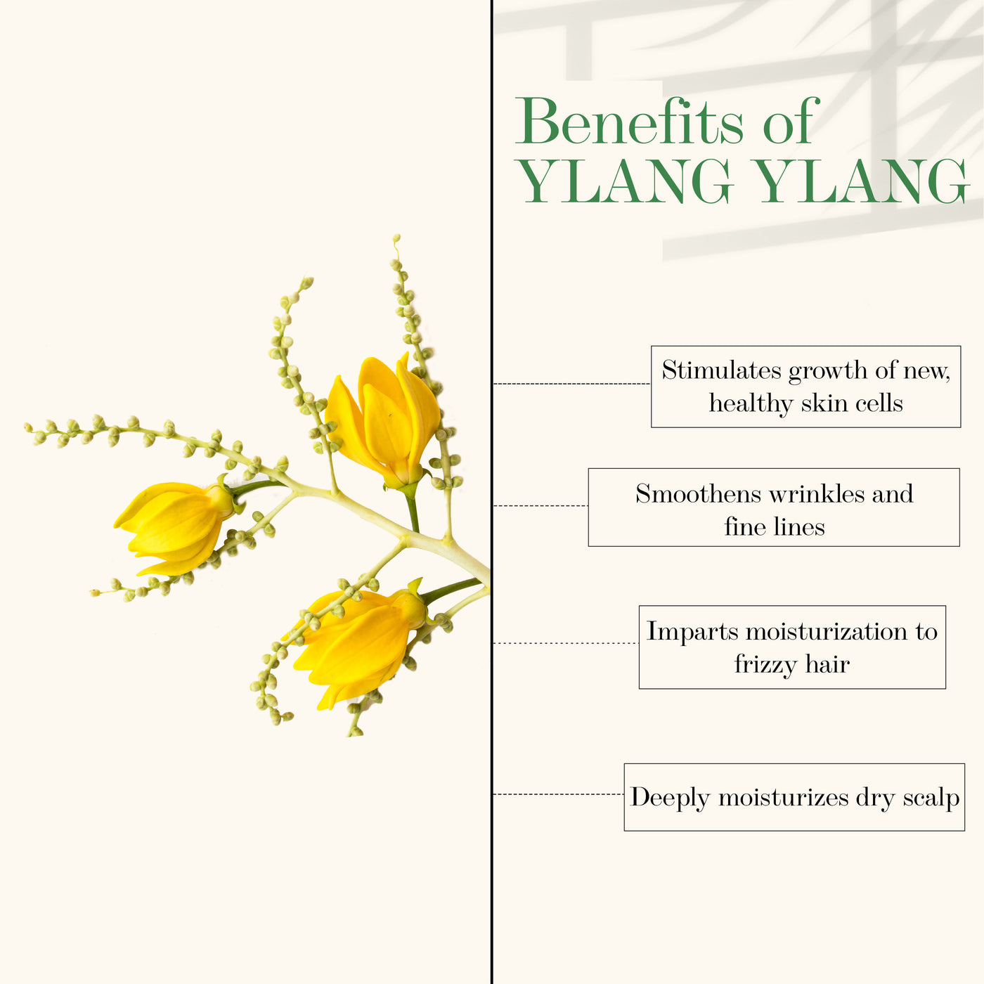 good-vibes-ylang-ylang-100-percentage-natural-blended-essential-oil-10-ml-4